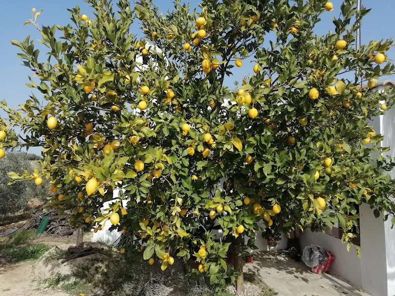 Desguace Lozano - Montilla